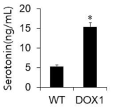 WT과 DOX1 세포의 Serotonin 분비, ELISA 결과