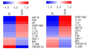 내성 세포 DOX1(좌)과 DOX2(우)의 negative regulation of apoptosis 유전자 Heatmap