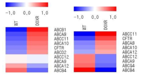 내성 세포 DOX1(좌)과 DOX2(우)의 ABC transporter 유전자 Heatmap