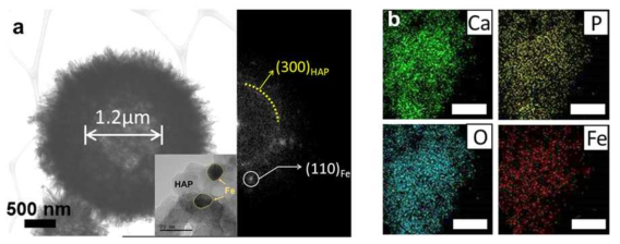 합성된 하이드록시 아파타이트 (HAP)의 TEM 이미지 (a), 하이드록시 아파타이트와 철(Fe)의 EDX 매칭 (스케일 바 500nm) (b)