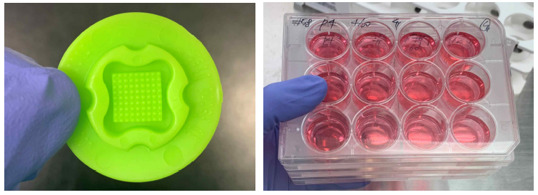 줄기세포 스페로이드 제작을 위한 Agarose mold 및 조정배지 생산