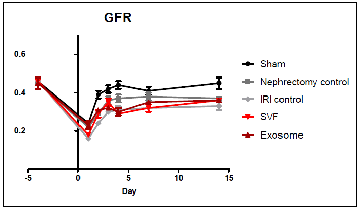 IRI 동물모델에서 SVF, Exosome 투여에 따른 혈청 사구체여과율(GFR) 변화