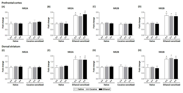 코카인과 알코올 급성, 만성 및 교차 투여 후 전전두엽과 배후 선조체에서 NMDA 수용체의 mRNA변화