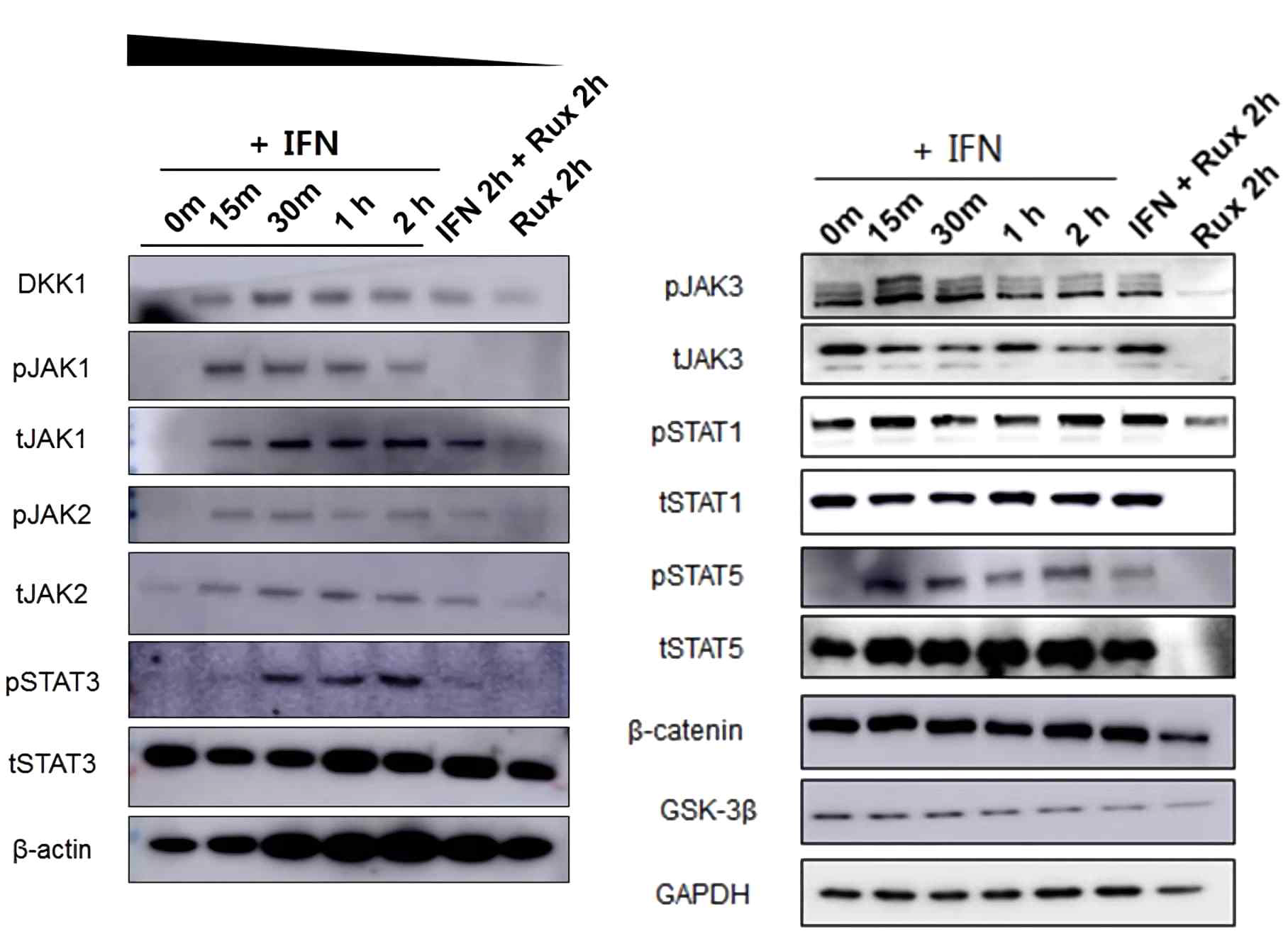 ruxolitinib을 IFN처리한 모유두세포 (원형탈모유사 세포환경)에 처리시 JAK/STAT경로가 효과적으로 차단되나, wnt/b-catenin경로와 관련한 단백수준의 변화는 관찰되지 않음: hMSCs 처리시 IFN처리군 대비 STAT의 급격한 증가와 GSK-3b등의 단백 발현 수준까지 증가→줄기세포치료의 직접적 모낭주기 자극 가능성 제시