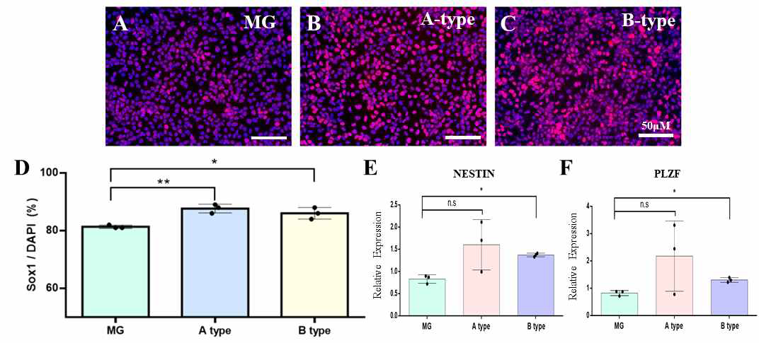 Matrigel 및 VNm-PVDF 스케폴드에서 신경전구세포의 분화. (A-C) SOX1 면역염색 대표 사진, (D) SOX1양성세포의 정량분석, (E-F) 신경전구세포마커(NESTIN, PLZF)의 유전자 발현 정량분석(*: p<0.05, **: p<0.01)