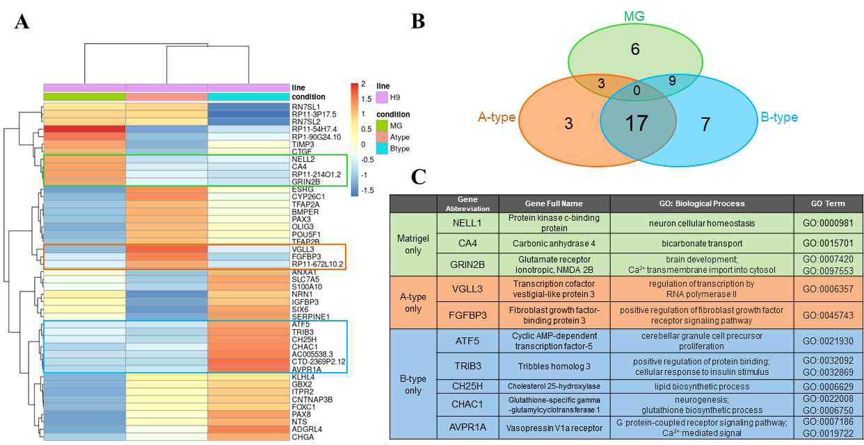 Matrigel 및 VNm-PVDF스케폴드에서 분화한 세포의 RNAseq 분석 (A) highly variable gene(HVG)에 대한 클러스터링 분석, (B) HVB에 따른 유전자 발현 벤다이어그램, (C) 각 실험군에서 배타적으로 발현되는 유전자군 및 GO term 분석