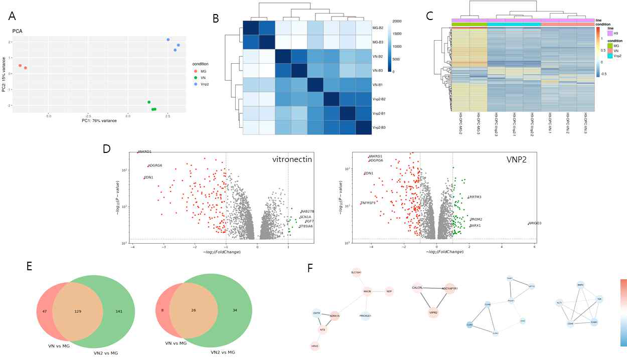 Matrigel, vitronectin, VNP2에서 각각 분화한 희소돌기아교세포 전구체의 유전자 발현 패턴 분석 (A) PCA analysis, (B) Pearson correlation analysis, (C) Heat-map showing top 100 DEGs (D) Volcano-plot showing DEG (좌) vitronectin vs. Matrigel (우) vitronectin vs. VNP2, (E) 그룹 간 DEG의 수를 보여주는 밴다이어그램, (F) highly variable gene들에 대한 단백질 네트워크 KEGG 분석