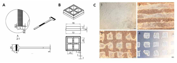 줄기세포 계대 배양을 위한 새로운 배양도구의 개발 (A)줄기세포 콜로니를 절편내는 빗살도구, (B) 사각형 형상의 배양기, (C) 배양도구에 의해 일정한 크기로 분절된 줄기세포 콜로니