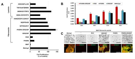(A) 줄기세포 배양을 위한 펩타이드 스크리닝, (B-C) 발굴한 fibronectin 유래 펩타이드에서 인간전분화능 줄기세포의 안정적 배양