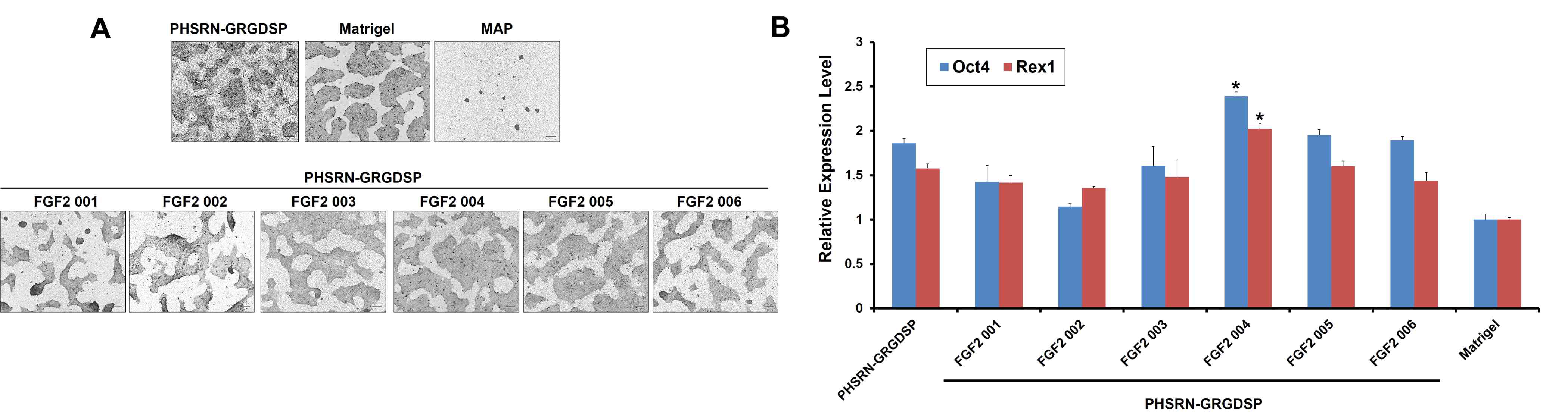 세포외기질(fibronectin)유래 펩타이드와 생리활성물질(FGF2)유래 펩타이드 모티프가 함께 고정된 배양 플랫폼에서의 인간 전분화능줄기세포의 배양