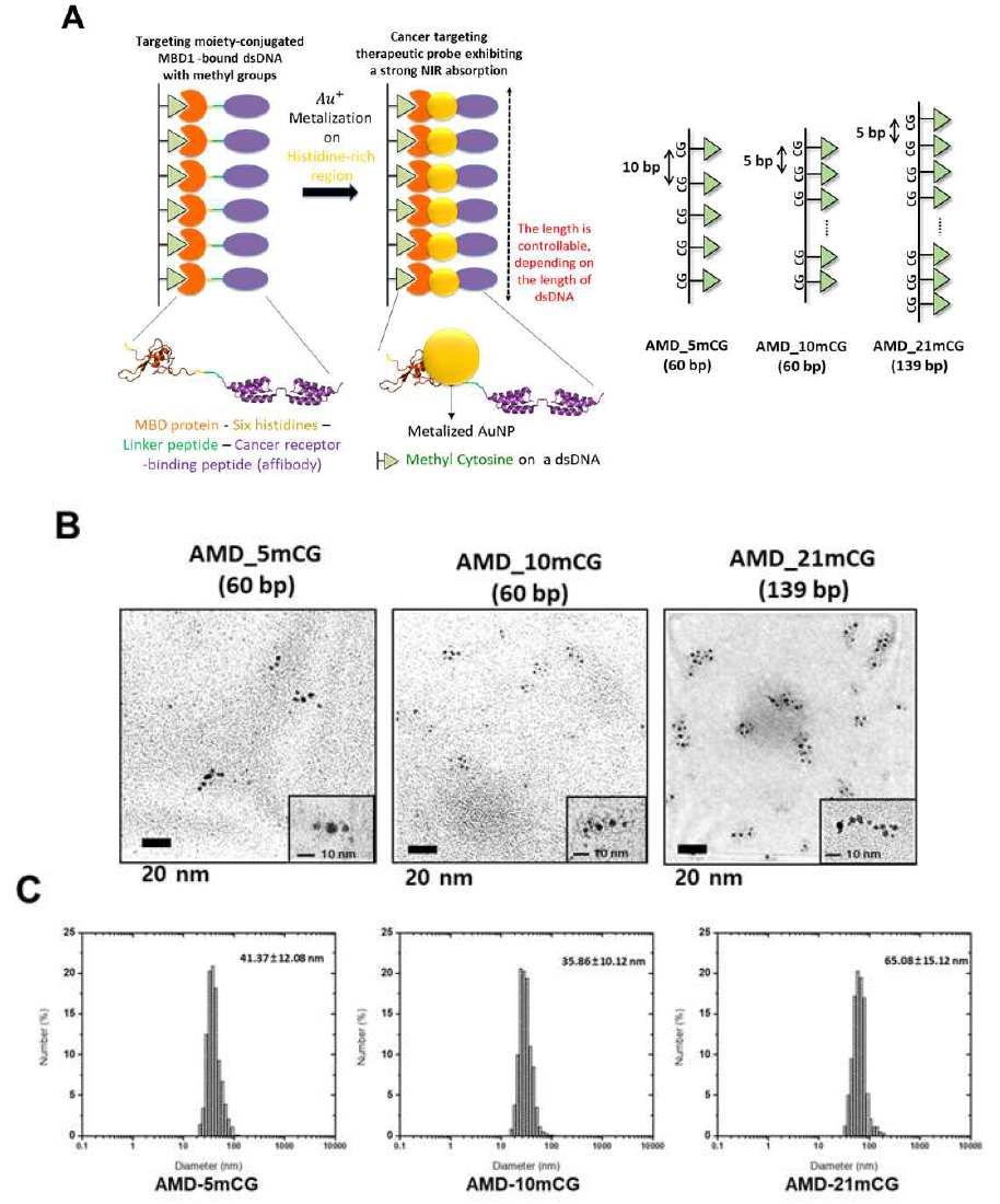 Methylated DNA, DNA 결합 단백질(MBD-1) 및 금 나노입자로 이루어진 AMD의 모식도 및 3종의 AMD의 지지체가 되는 methylated DNA 구조(A), 3종의 AMD에 대한 TEM 분석 이미지(B), DLS를 통한 입도분포 분석 결과(C)