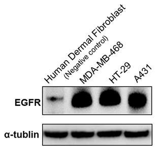 3종의 EGFR 과발현 암 세포주(MDA-MB-468, HT29, A431) 및 대조군인 human dermal fibroblast의 EGFR 발현량 분석을 위한 western blot 결과