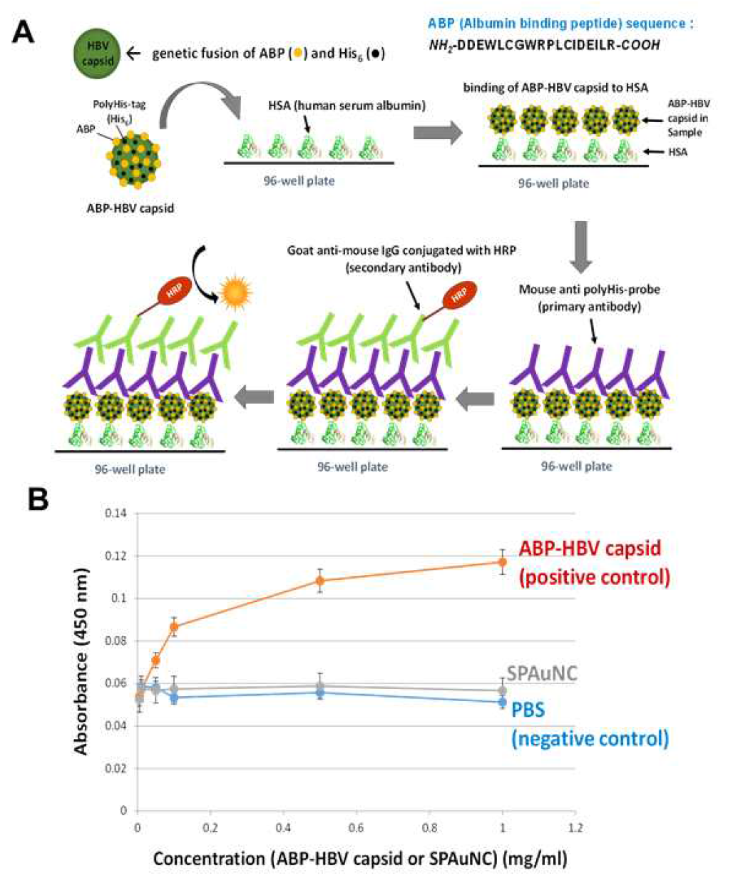 SPAuNC, 알부민 결합 펩타이드가 표출된 B형 간염 캡시드 단백질 나노입자 (ABP-HBV capsid) 및 human serum albumin의 결합능을 검증하기 위한 ELISA 모식도(A); 각 물질의 농도에 따른 ELISA 결과 그래프(B)