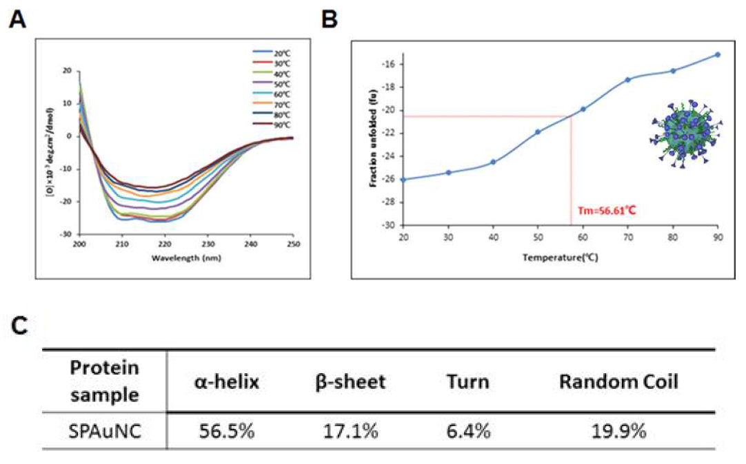 SPAuNC 주형의 온도에 따른 CD spectrum 분석 결과(A), 208 nm에서의 CD spectrum 값을 이용해 SPAuNC의 Tm을 계산한 결과(B) 및 SPAuNC 주형의 2차 구조 예측 결과(C)