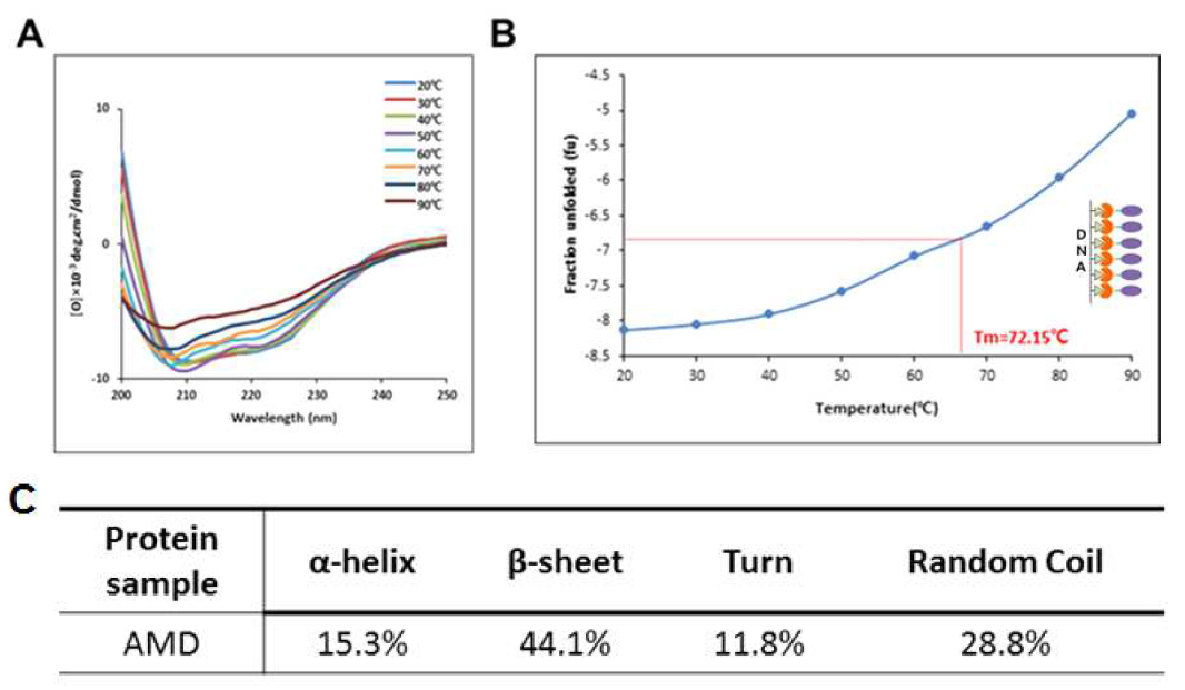 AMD 주형의 온도에 따른 CD spectrum 분석 결과(A), 208 nm에서의 CD spectrum 값을 이용해AMD의 Tm을 계산한 결과(B) 및 AMD 주형의 2차 구조 예측 결과(C)