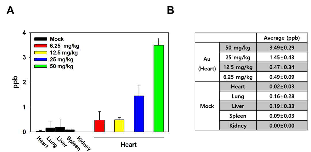 SPAuNC를 농도별로 정맥주사하고 24시간 뒤 적출한 심장에 대한 농도별 금 잔류량을 ICP-MS로 분석한 결과(A) 및 심장에서의 금 잔류량과 대조군인 PBS를 처리한 경우에서 검출된 금의 양을 비교한 결과(B)