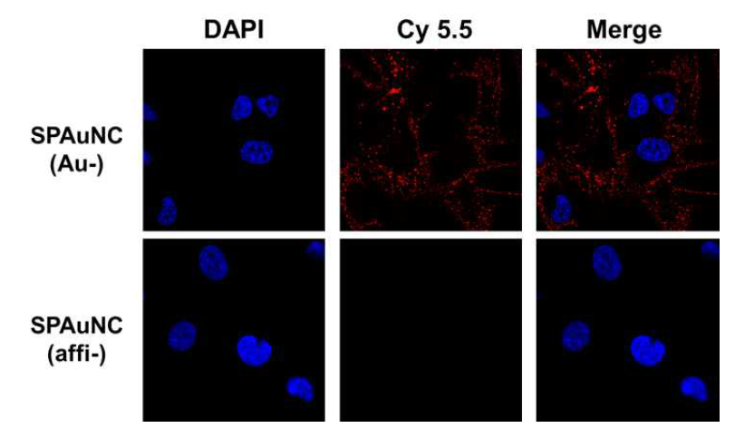 EGFR 과발현 삼중음성유방암 세포주(MDA-MB-468)에 Cy 5.5로 표지한 SPAuNC(Au-)와 SPAuNC(affi-)를 각각 처리한 후 공초점 주사 현미경을 이용해 형광 이미지를 분석한 결과