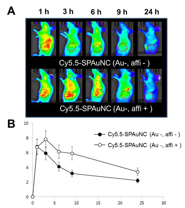 근적외선 형광체(Cy5.5)가 표지된 SPAuNC 주형(Au-,aff+) 및 SPAuNC(Au-, affi-)를 투여한 EGFR 과발현 삼중음성유방암 세포주(MDA-MB-468)의 피하암 동물모델(BALb/C nude mouse, 수컷, 암 크기: 300 ± 20 mm3)에 대한 시간에 따른 체내 형광 이미지(A); (A)의 시간에 따른 피하 암 형광 세기 측정 결과(B)