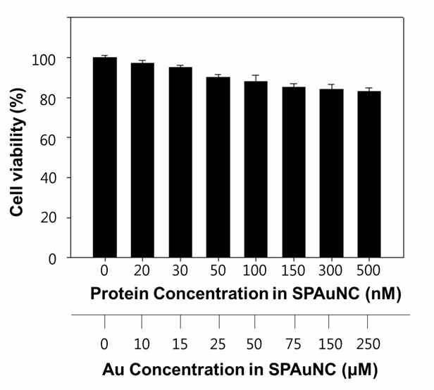 EGFR 과발현 삼중음성유방암 세포주(MDA-MB-468) 배양액에 SPAuNC를 농도별로 투여한 후 CCK-8 분석을 통해 cell viability를 측정한 결과