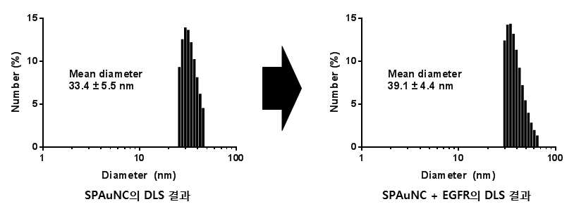 SPAuNC 및 SPAuNC+EGFR의 DLS 결과 비교
