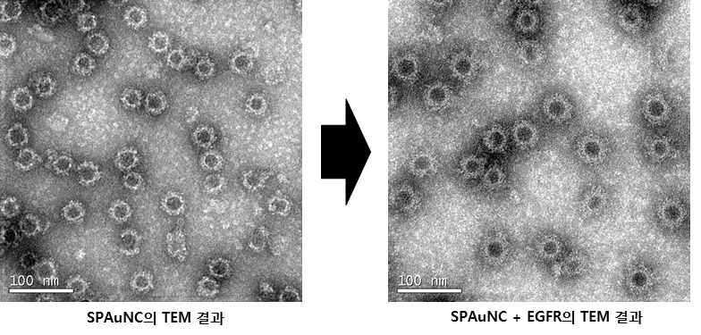 SPAuNC 및 SPAuNC+EGFR의 TEM 결과 비교