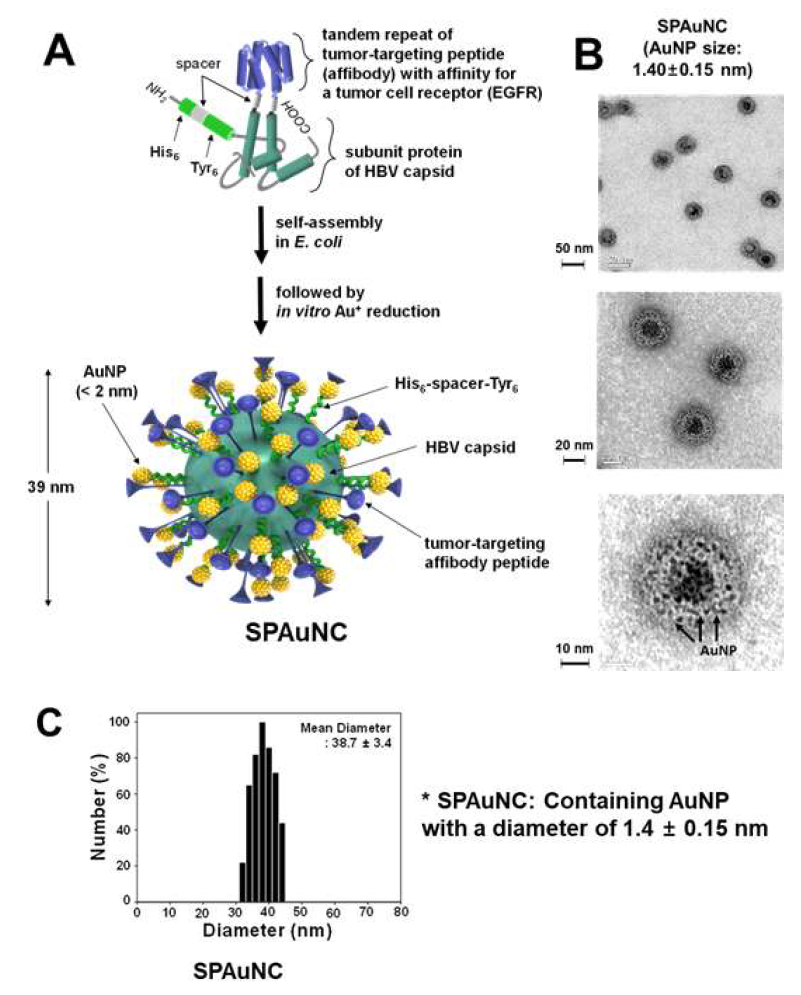 암 세포 표적 펩타이드 및 금 나노입자의 on-site 합성에 필요한 H6, Y6 펩타이드를 포함하는 SPAuNC의 모식도(A), SPAuNC의 TEM 분석 이미지(B), DLS를 통한 입도 분포 분석 결과(C)