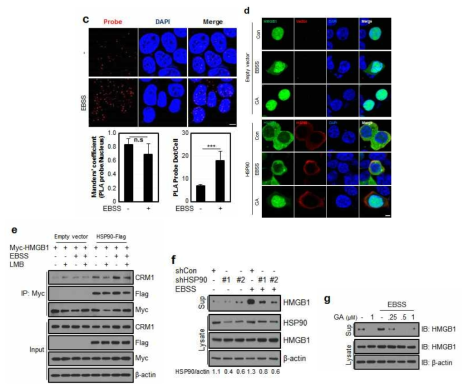 HMGB1과 HSP90 간의 상호결합 및 HSP90에 의한 HMGB1 세포 내 위치 변화