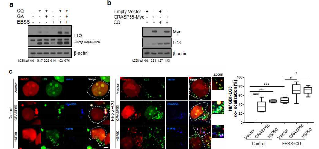 HSP90과 GRASP55 매개 autophagy 유도 및 HMGB1과 LC3 위치 확인