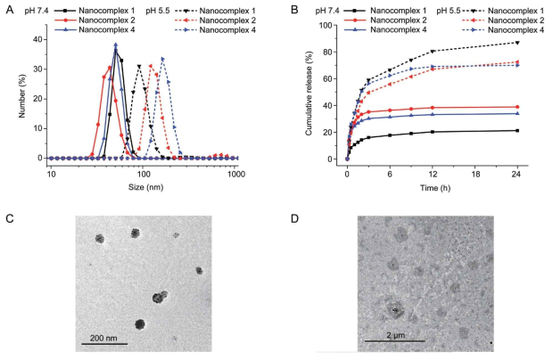 pPBA/DOX 나노복합체의 물성평가. A) 나노복합체의 DLS를 통한 크기 분포. B) 나노 복합체의 pH 5.5 에서의 약물 방출 거동. 나노복합체의 TEM 이미지 C) pH 7.4 그리고 D) pH 5.5