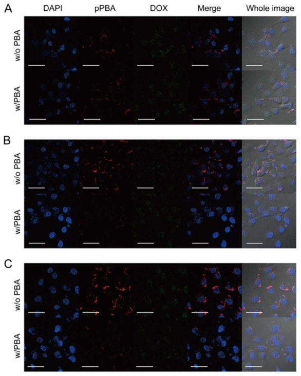 세포주에서 시행한 나노구조체의 세포내 유입 실험 및 경쟁적 유입 실험. A) nanocomplex 1, B) nanocomplex 2, C) nanocomplex 4 이며 MCF-7 세포주에 처리해준 후 공초점 현미경을 이용하여 분석. 파란색은 세포 핵, 붉은색은 나노구조체, 초록색은 DOX를 나타냄