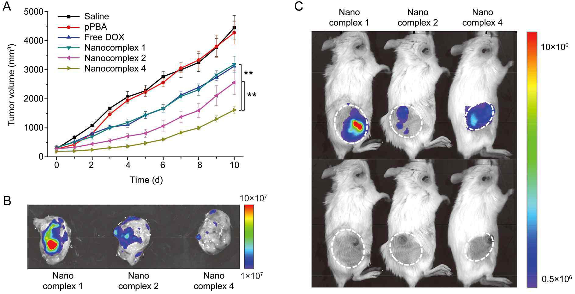 동물 실험 모델에서의 항암효과. A) CT26/FLuc Balb/c를 동종이식 받은 쥐에서의 암 성장. B) 암 조직 적출 후 CT26/FLuc 에서의 발광 이미지. C) 적출 전 동물 모델에서의 발광 이미지