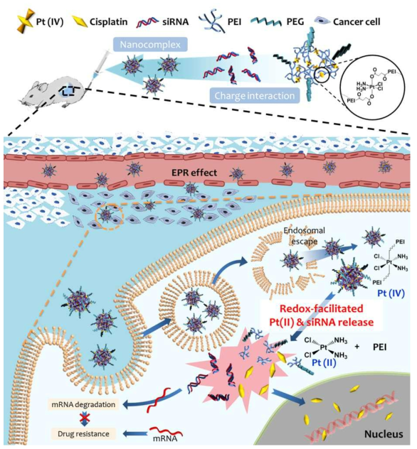 Pt-PEI를 기반의 다양한 유전자와 약물을 함께 전달하는 범용적 플랫폼 개발에 대한 모식