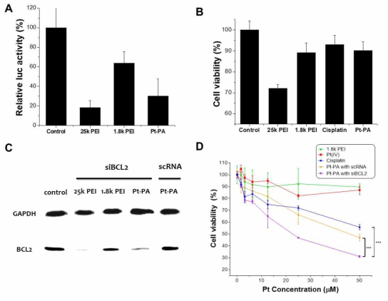 MDA-MB-231 세포주에 Pt-PA-유전자 전달체의 세포 모델 실험 A) Luciferase 활성비교를 통한 유전자 전달 효율 측정. B) A) 실험에서의 세포 독성 확인. C) Western blot method를 사용하여 siBCL2 전달에 따른 BCL2 단백질 발현 억제 확인. D) Pt-PA-siBCL2 전달체의 세포 독성 확인