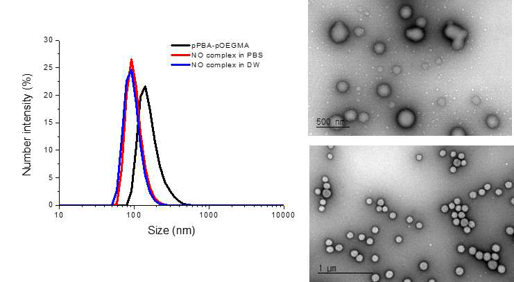 일산화 질소 전달 나노입자의 물성평가. A) 나노입자의 수화부피를 DLS 측정, B) 나노입자의 형태를 TEM 이미지로 분석