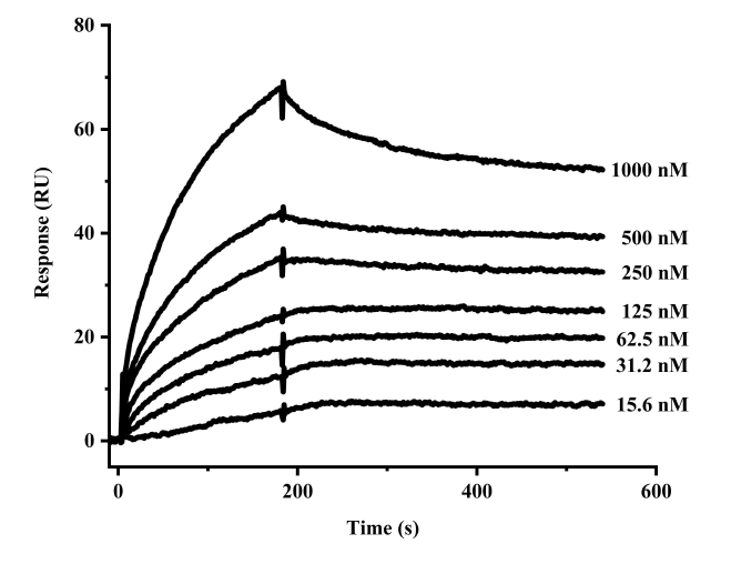 SPR 장비를 이용해 측정한 알부민 결합 리피바디의 결합력
