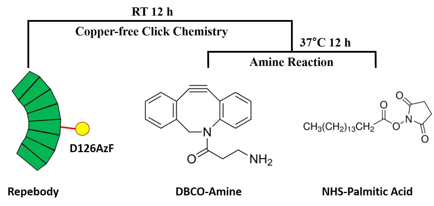 Click Chemistry를 이용한 알부민-지방산 연결체 형성