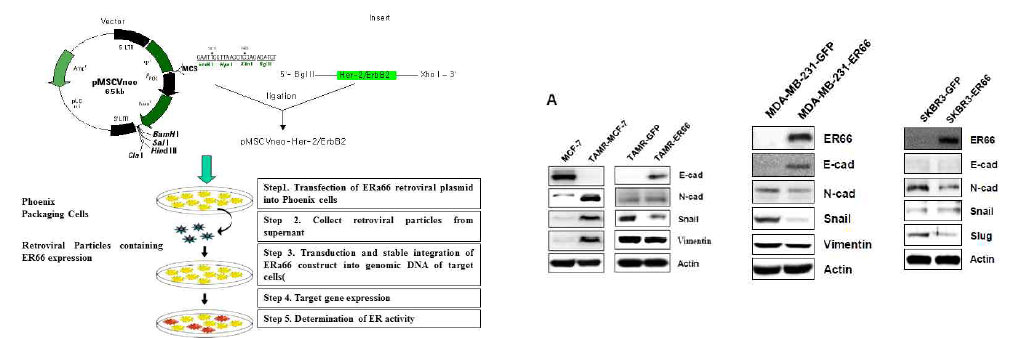 ER 음성 유방암세포에 ERa66 과발현 세포주 구축을 위한 MSCV-GFP retrovirus 활용과 3종 세포에서 발현 변화