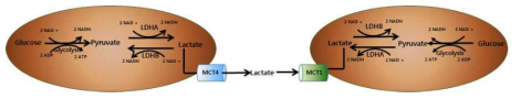 MCT1/MCT4에 의한 lactate shuttling 과정