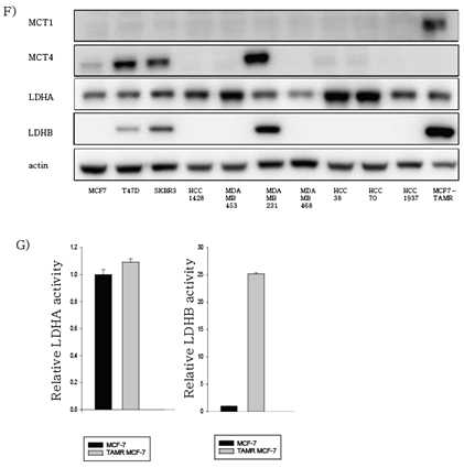 MCF-7 세포와 TAMR-MCF-7 세포에서 lactate 관련 수송체 및 효소 발현