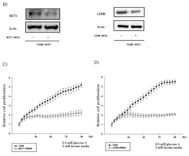 MCT1과 LDHB siRNA 처치시 TAMR-MCF-7 세포의 증식억제효과