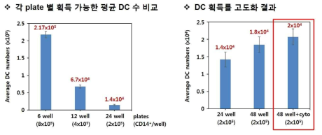 수지상세포 획득률 및 고도화 결과