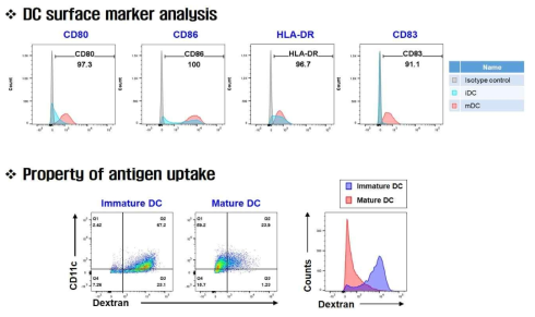 수지상세포의 표현형 분석 및 항원 포식능력 확인