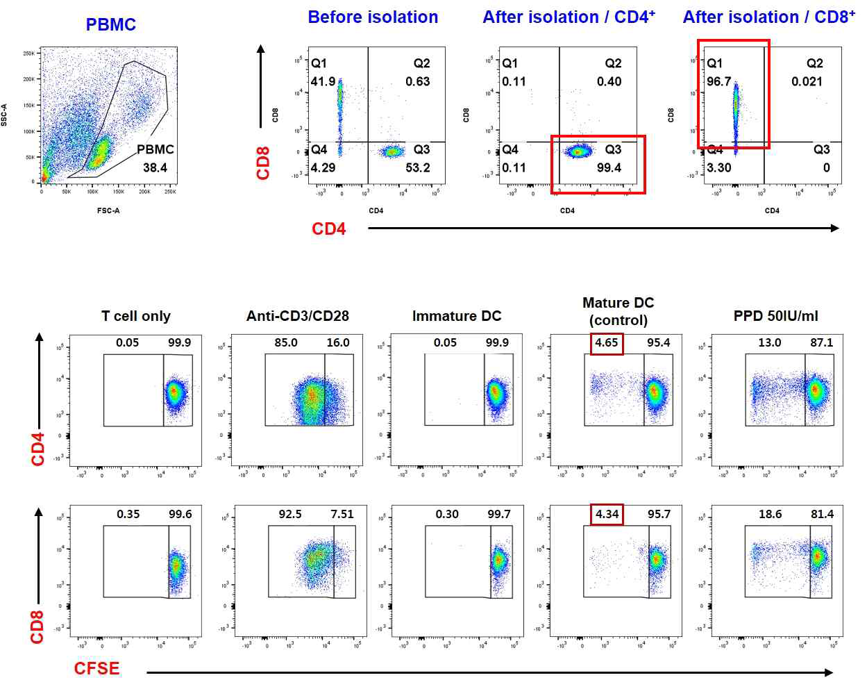 CD4+와 CD8+ T 세포 분리 결과 (CD4/CD8 separate selection)