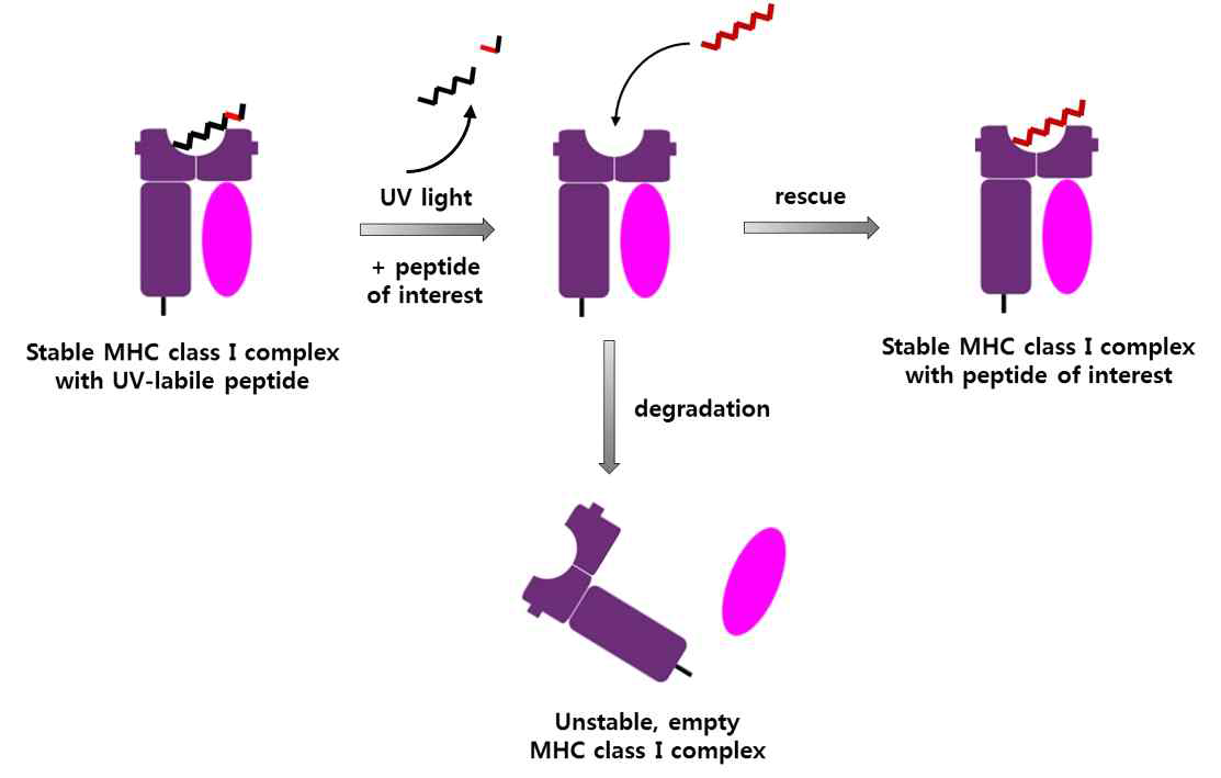 In vitro peptide-MHC receptor 결합력 분석법의 개요