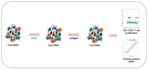 Whole PBMC를 이용한 in vitro 면역원성 평가법