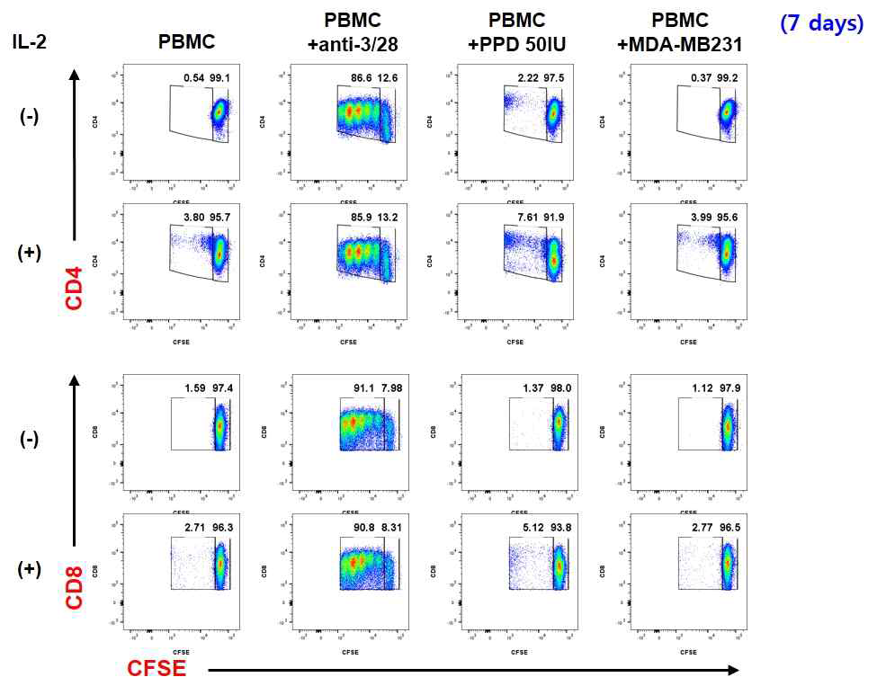 항원에 대한 CD4+/CD8+ T 세포 증식 (7일 배양)