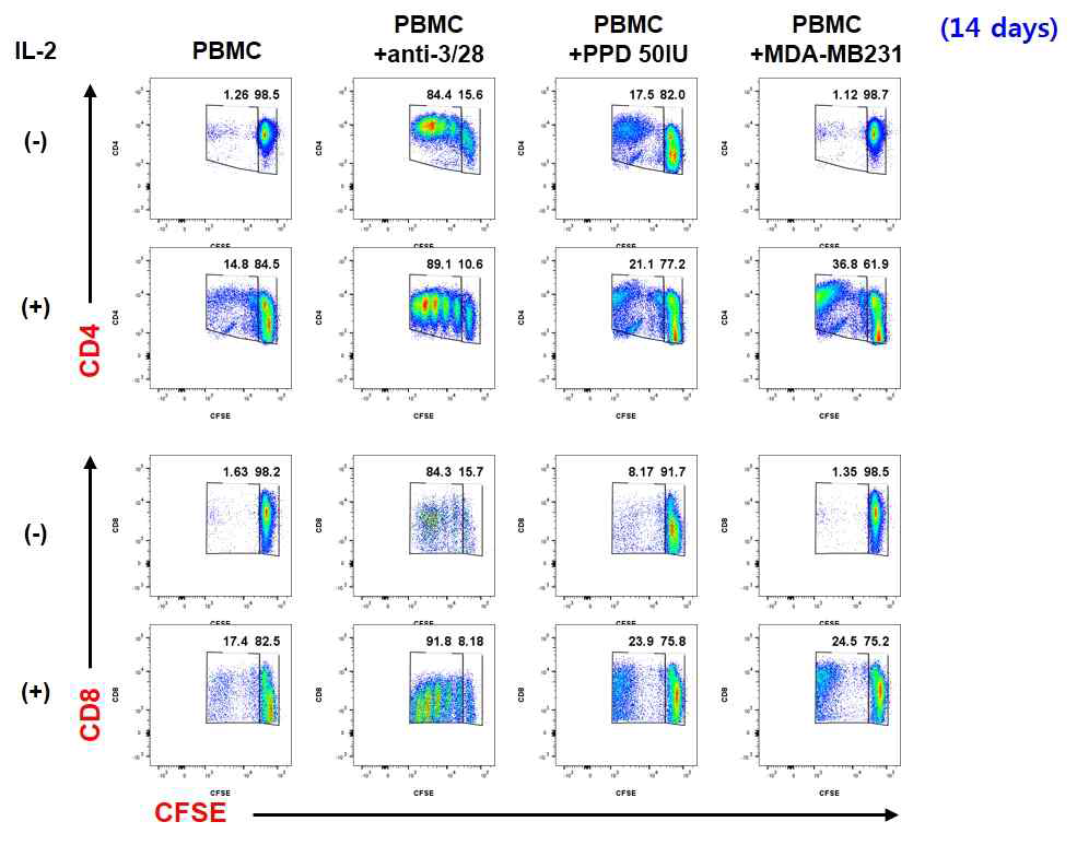 항원에 대한 CD4+/CD8+ T 세포 증식 (14일 배양)