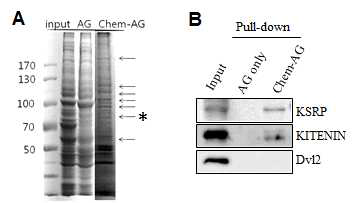 Chemical probe를 이용한 결합 단백의 분리 및 동정