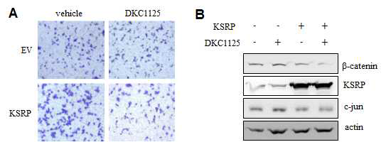 DKC1125 화합물이 결합단백 KSRP에 의한 세포침윤성 및 mRNA decay에 미치는 효과분석