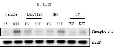 KITENIN에 의한 KSRP 인산화증가에 대해 DKC1125 화합물의 억제효과